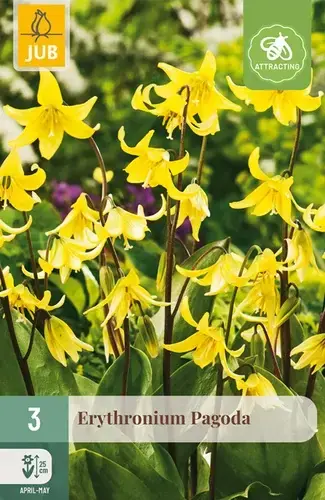 Actieprijs - Erythronium Pagoda - 3 bloembollen