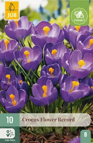 Prijs verlaagd - Crocus Flower Record - 10 bloembollen