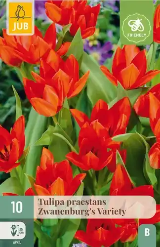 Tulpenbollen praestans Zwanenburg‘s Variety - 10 stuks - Uitverkoop