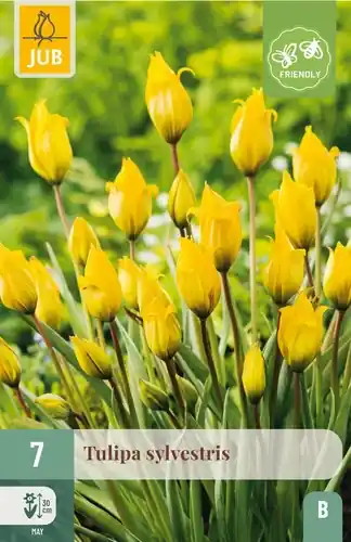 Klaar voor verzending - Tulpenbollen Sylvestris - 7 stuks