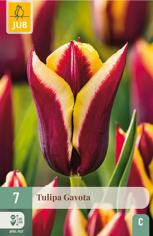 Nog maar een paar beschikbaar - Tulpenbollen Gavota - 7 stuks