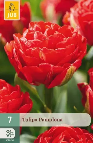 Tulpenbollen Pamplona - 7 stuks - Flitsaanbieding