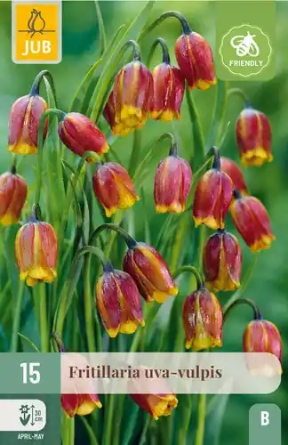 Prijsverlaging - Fritillaria uva-vulpis - 15 bloembollen