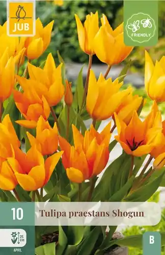 Extra korting | Tulpenbollen praestans Shogun - 10 stuks
