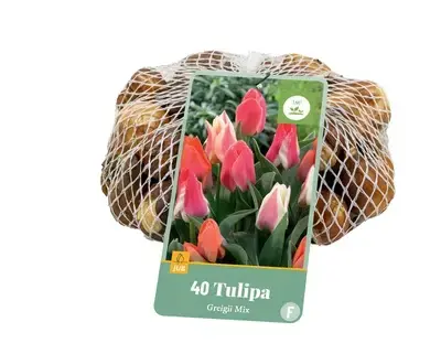 Nieuw | Tulpenbollen Greigii Mix - 40 stuks