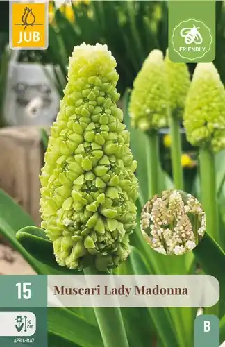 Muscari Lady Madonna - 15 bloembollen | Nu beschikbaar