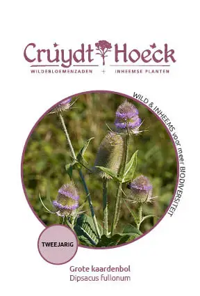 Cruydt-Hoeck Grote Kaardenbol - Dipsacus Fullonum | Scherp geprijsd