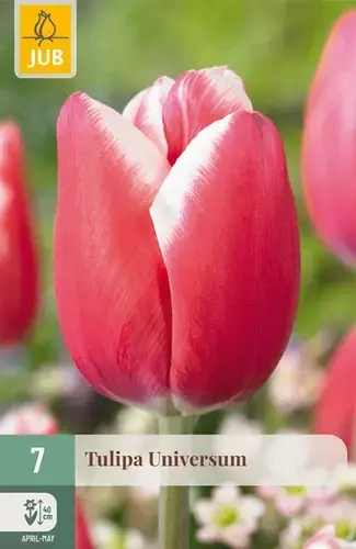 Tulpenbollen Universum - 7 stuks - Laatste dagen