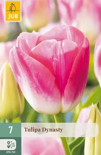 Extra korting - Tulpenbollen Dynasty - 7 stuks