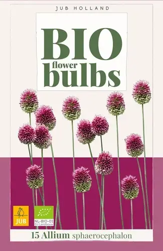 Biologische alliumbollen ‘Sphaerocephalon‘ - 15 stuks | Lage prijs