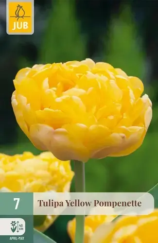 Tulpenbollen Yellow Pompenette - 7 stuks - Zojuist toegevoegd