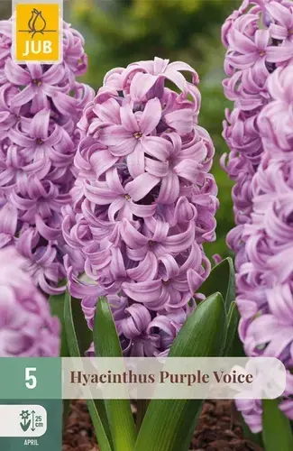 Hyacinthenbollen Purple Voice - 5 stuks | Expreslevering