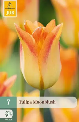 Tulpenbollen Moonblush - 7 stuks | Nieuw in het assortiment