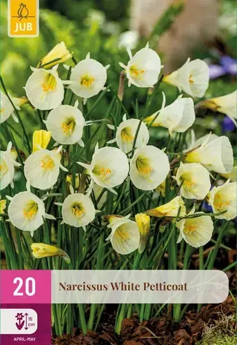 Direct van de fabrikant | Narcissenbollen White Petticoat - 20 stuks