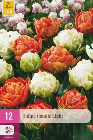 Alleen vandaag - Tulpenbollen Candle Light - 12 stuks