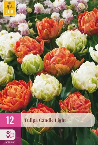 Alleen vandaag - Tulpenbollen Candle Light - 12 stuks