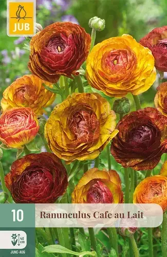 Ranunculus Cafe Au Lait - 10 bloembollen - Voordelig