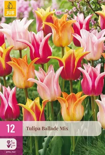 Speciale deal | Tulpenbollen Ballade Mix - 12 stuks