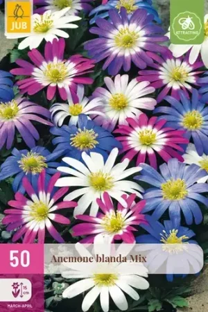Anemone Blanda Mix - 50 bloembollen - Superprijs