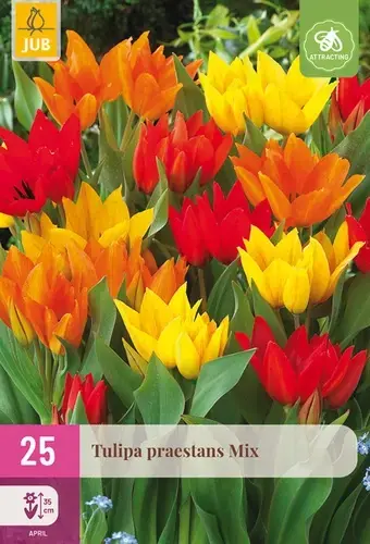 Tulpenbollen Praestans Mix - 25 bloembollen - Nog enkele stuks