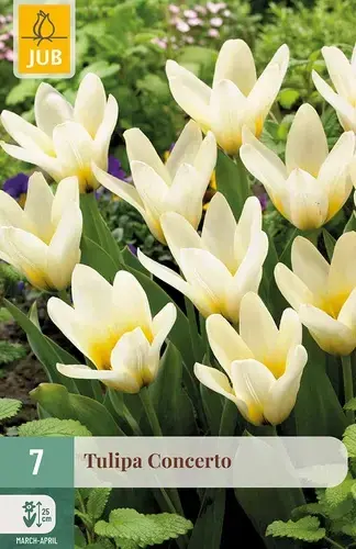 Tulpenbollen Concerto - 7 stuks - Veel gekozen