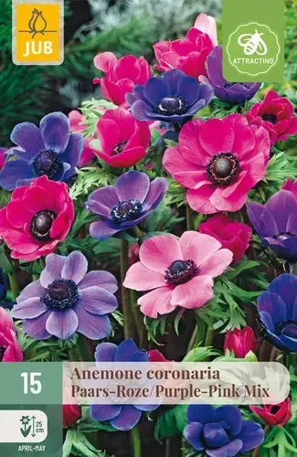 Premium | Anemone coronaria Paars-Roze Mix - 15 bloembollen
