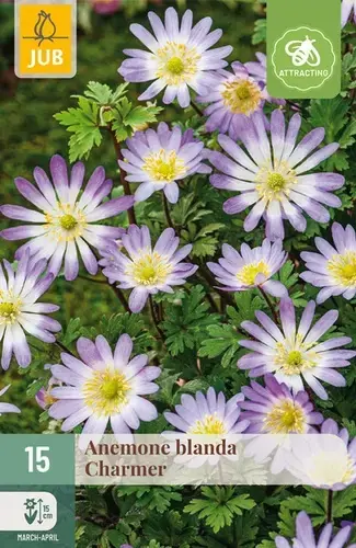 Erg populair | Anemone Blanda Charmer - 15 bloembollen