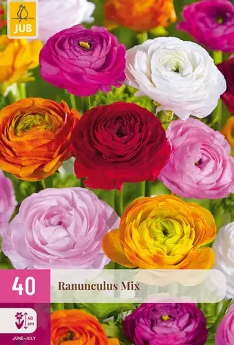 Ranunculus Mix - 40 bloembollen - Mis het niet