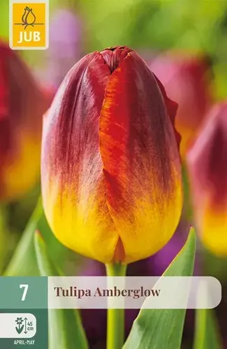 Opruiming - Tulpenbollen Amberglow - 7 stuks