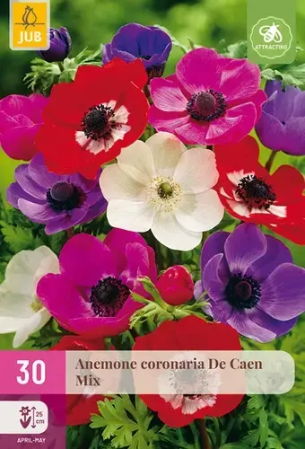 Bespaar nu - Anemone Coronaria De Caen Mix - 30 bloembollen