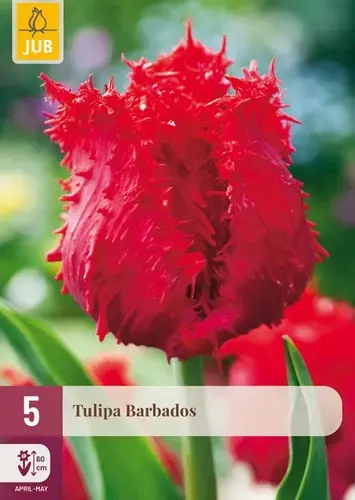 Tulpenbollen Barbados - 5 stuks | Zolang de voorraad strekt