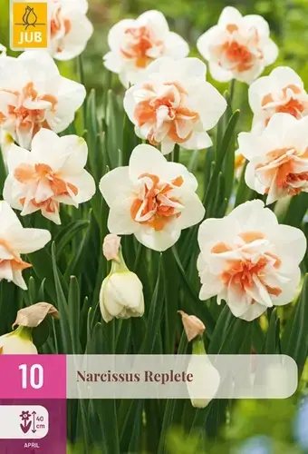 Nieuw product | Narcissenbollen Replete - 10 stuks