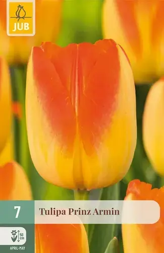 Shop nu | Tulpenbollen Prinz Armin - 7 stuks