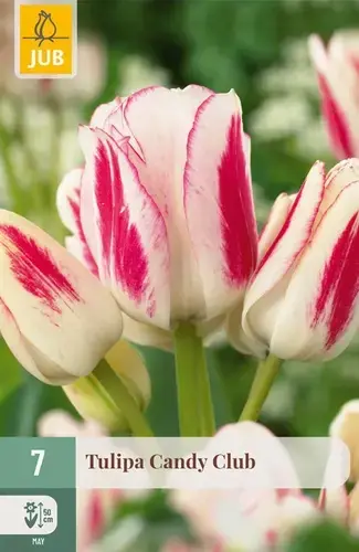 Net toegevoegd | Tulpenbollen Candy Club - 7 stuks