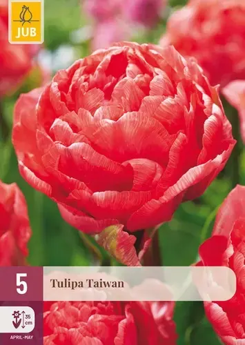 Tulpenbollen Taiwan - 5 stuks - Hoog gewaardeerd