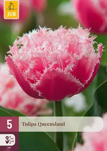 Favoriet van klanten - Tulpenbollen Queensland - 5 stuks