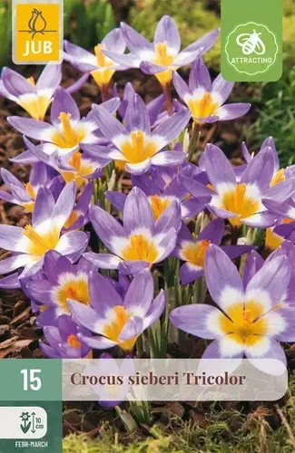 Nog maar enkele beschikbaar - Crocus Sieberi Tricolor - 15 bloembollen