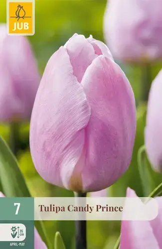 Tulpenbollen Candy Prince - 7 stuks | Topprijs