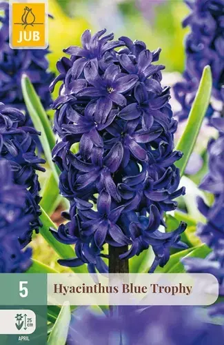 Premium - Hyacinthenbollen Blue Trophy - 5 stuks