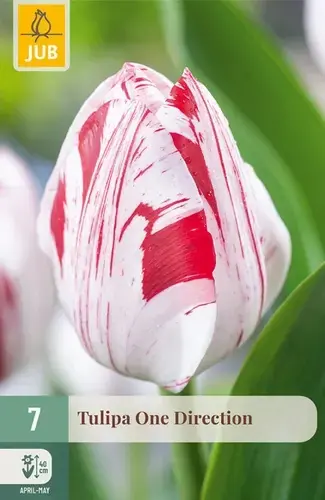 Net gelanceerd | Tulpenbollen One Direction - 7 stuks
