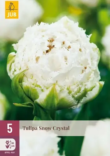 Tulpenbollen Snow Crystal - 5 stuks - Lage prijs