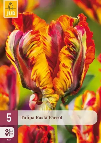 Tulpenbollen Rasta Parrot - 5 stuks | Koopje