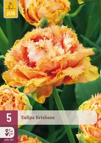 Net binnen - Tulpenbollen Brisbane - 5 stuks