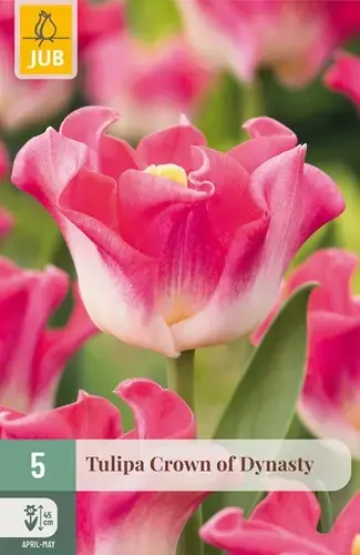 Tulpenbollen Crown Of Dynasty - 5 stuks - Direct kopen