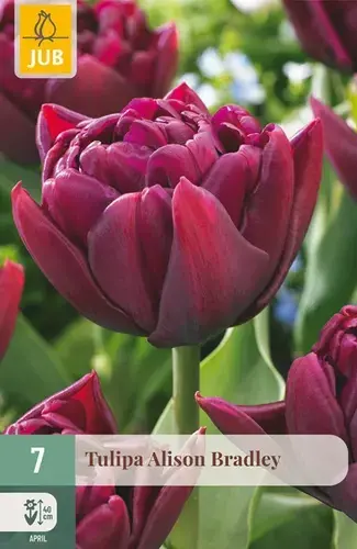 Tulpenbollen Alison Bradley - 7 stuks - Klantfavoriet