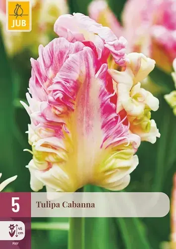 Nieuw - Tulpenbollen Cabanna - 5 stuks