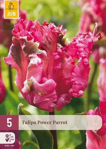 Tulpenbollen Power Parrot - 5 stuks - Populair bij klanten