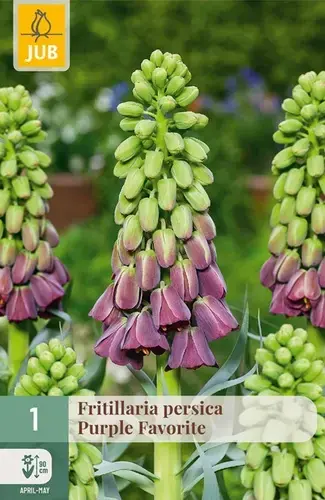 Fritillaria Persica Purple Favorite - 1 bloembol | Net toegevoegd