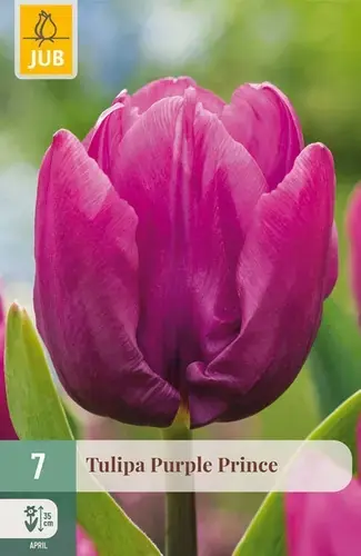 Voorraad bijna op | Tulpenbollen Purple Prince - 7 stuks