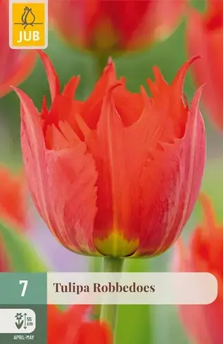 Tulpenbollen Robbedoes - 7 stuks | Nu kopen